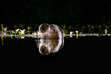A wild Eurasian Otter (Lutra lutra) hunting in a pond at night