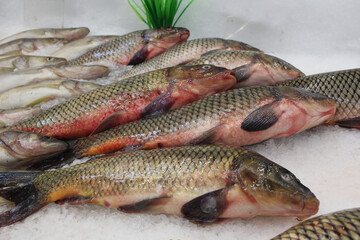 fresh chilled fish catch on display in the store