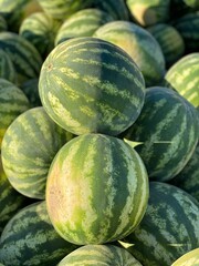 a lot of green watermelons in a heap for sale in summer on a sunny day