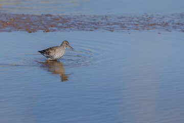 Black tailed godwit (Limosa limosa) with winter plumage in the marsh