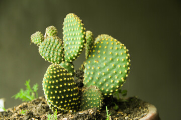 Cactus