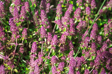 herb thyme or thyme common in nature