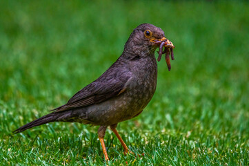 Karoo Thrush with a beak full or earthworms collected to take back to the nest