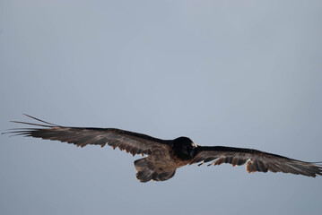 quebrantahuesos ave rapaz frontal