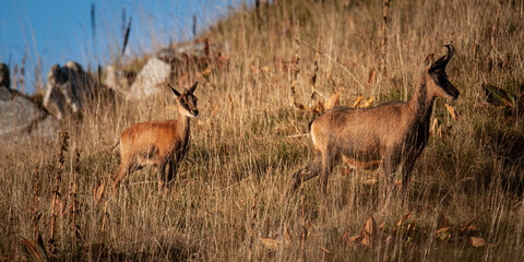 dos rebecos cervidos cabras salvajes prado madre hijo