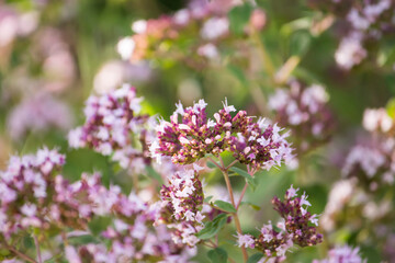 Medicinal plant Oregano, Latin name Origanum, a genus of herbaceous plants in the family Lamiaceae
