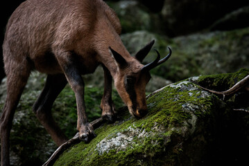 rebeco cervido cabra salvaje animal roca comer musgo 