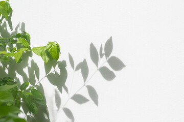 Leaf shadow and light on wall background. Nature tropical leaves plant and tree branch shade with sunlight on white wall texture