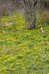 Marsh Marigolds forming a carpet on a wetland