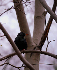 Starling on tree, the bird is small, black and shiny, bokeh, tree in park, forest, wildlife, wild animas