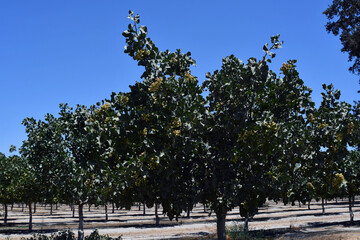 farm full of pistachio trees