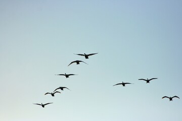 birds in flight