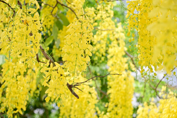 Golden Shower Tree, Cassia fistula beautiful yellow flowers and green leaves of Thailand in the garden. Focus on leaf and shallow depth of field.