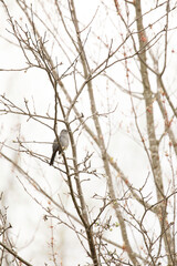 Gray Catbird