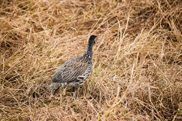view of Yellow-necked Spurfowl in tsavo east national park