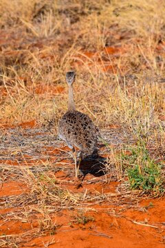 view of Yellow-necked Spurfowl in tsavo east national park