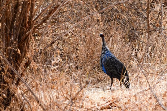 view of vulturine guineafowl in tsavo east national park