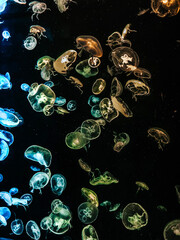 Lots of neon glowing blue green jellyfish in the aquarium. Vertical shot
