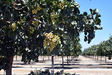 Pistachios growing on trees in Orchard