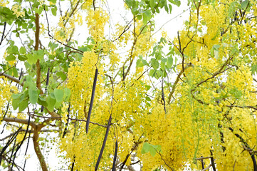Golden Shower Tree, Cassia fistula beautiful yellow flowers and green leaves of Thailand in the garden. Focus on leaf and shallow depth of field.