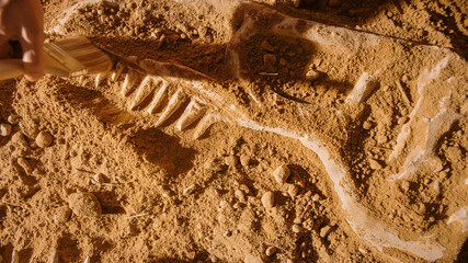 Paleontologist Cleaning Tyrannosaurus Dinosaur Skeleton with Brushes. Archeologists Discover Fossil...