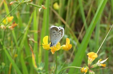 Polyommatus butterfly on lotus corniculatus flowers in the meadow