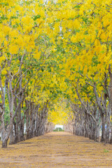 Golden Shower Tree blossom tunnel for romantic walkway on summer season of the year.