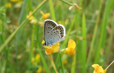 Beautiful polyommatus butterfly on lotus corniculatus flowers in the meadow, closeup