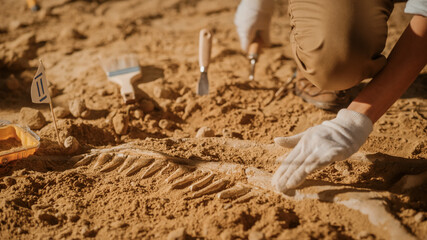 Portrait of Beautiful Paleontologist Cleaning Tyrannosaurus Dinosaur Skeleton with Brushes....