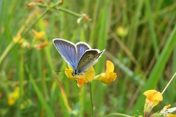 Blue polyommatus butterfly on lotus corniculatus flowers in the meadow, closeup
