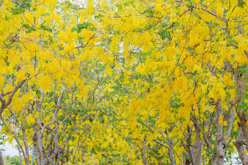 Golden Shower Tree blossom on summer season of the year.