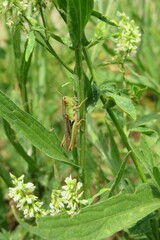 Beautiful green brown grasshopper on a plant branch in the meadow, closeup