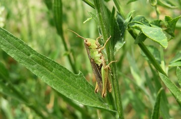 Green grasshopper on plant in the meadow, closeup