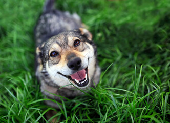 top view of a cheerful contented dog lying on the grass and faithfully looking up
