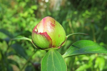 Peony bud in the garden on natural green background, closeup