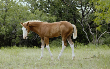 Bald face colt foal in summer Texas field of ranch.