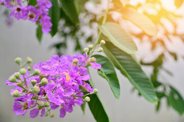Queen's Flower, Queen's crape myrtle, Pride of India, Jarul, Pyinma or Inthanin Beautiful flowers of Thailand in the garden. 
Focus on leaf and shallow depth of field.