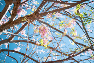 Azul, Verde, Rosa