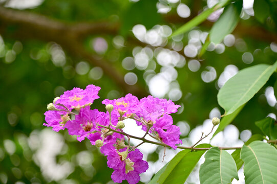 Queen's Flower, Queen's crape myrtle, Pride of India, Jarul, Pyinma or Inthanin Beautiful flowers of Thailand in the garden. 
Focus on leaf and shallow depth of field.