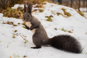 Squirrel in the forest under a tree