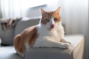 brown and white cat with yellow eyes lying on the sofa, licks its nose