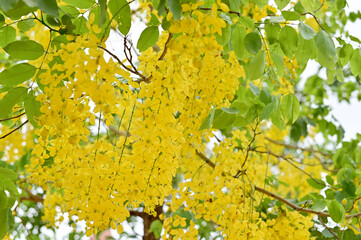 Golden Shower Tree, Cassia fistula beautiful yellow flowers and green leaves of Thailand in the garden. 
Focus on leaf and shallow depth of field.