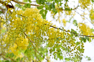 Golden Shower Tree, Cassia fistula beautiful yellow flowers and green leaves of Thailand in the garden. Focus on leaf and shallow depth of field.