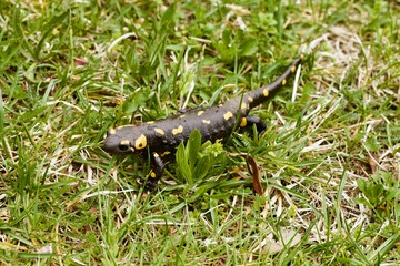 Salamandra