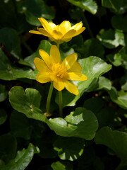 yellow spring flowers of Ficaria verna - fig buttercup on meadow