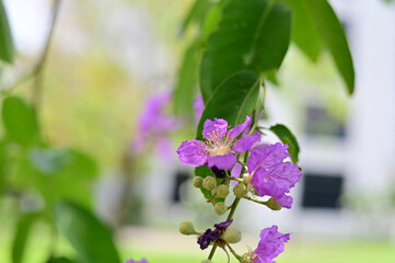 Queen's Flower, Queen's crape myrtle, Pride of India, Jarul, Pyinma or Inthanin Beautiful flowers of Thailand in the garden. 
Focus on leaf and shallow depth of field.