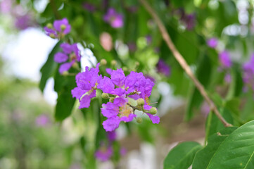 Obraz premium Queen's Flower, Queen's crape myrtle, Pride of India, Jarul, Pyinma or Inthanin Beautiful flowers of Thailand in the garden. Focus on leaf and shallow depth of field.