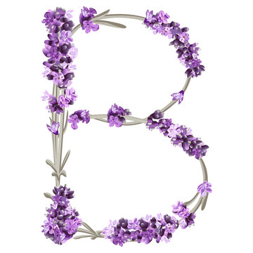 vector image of the capital letter B of the English alphabet in the form of lavender