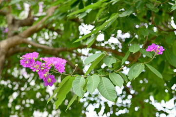 Queen's Flower, Queen's crape myrtle, Pride of India, Jarul, Pyinma or Inthanin Beautiful flowers of Thailand in the garden. 
Focus on leaf and shallow depth of field.
