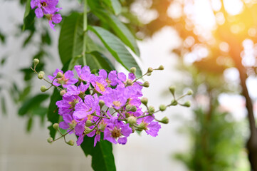 Queen's Flower, Queen's crape myrtle, Pride of India, Jarul, Pyinma or Inthanin Beautiful flowers...